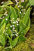 CONVALLARIA MAJALIS ALBOSTRIATA