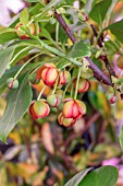 SCHISANDRA RUBRIFLORA