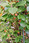 SCHISANDRA RUBRIFLORA