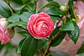 CAMELLIA JAPONICA TAMMIA