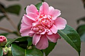 CAMELLIA JAPONICA KINGS RANSOM