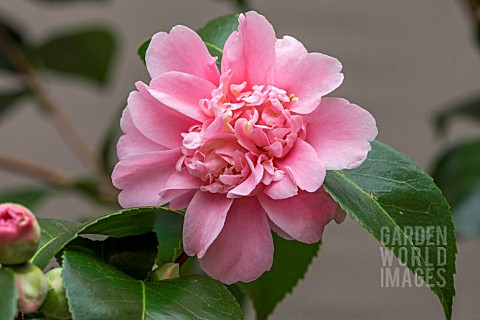 CAMELLIA_JAPONICA_KINGS_RANSOM