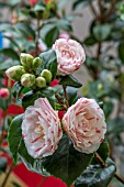 CAMELLIA JAPONICA LAVINIA MAGGI