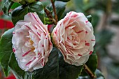 CAMELLIA JAPONICA LAVINIA MAGGI