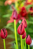 TULIPA VINCENT VAN GOGH