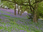 HYACINTHOIDES NON-SCRIPTA ON THE MALVERN HILLS