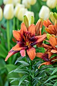 LILIUM TINY SHADDOW