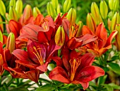 LILIUM TINY ROCKET