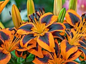 LILIUM LILY ALLEN