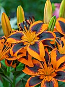 LILIUM LILY ALLEN