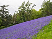 HYACINTHOIDES NON-SCRIPTA ON THE MALVERN HILLS