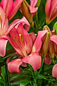 LILIUM FREGONA