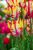 TULIPA FLAMING PARROT