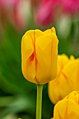 TULIPA OLYMPIC FLAME