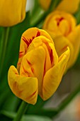 TULIPA OLYMPIC FLAME