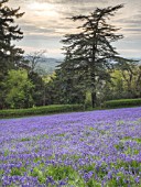 HYACINTHOIDES NON-SCRIPTA ON THE MALVERN HILLS