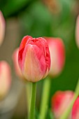 TULIPA JUDITH LEYSTER