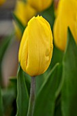 TULIPA STRONG GOLD