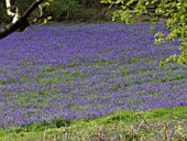 HYACINTHOIDES NON-SCRIPTA ON THE MALVERN HILLS