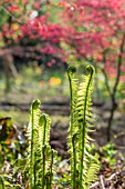 MATTEUCCIA STRUTHIOPTERIS WITH ACER PALMATUM IN THE BACKGROUND