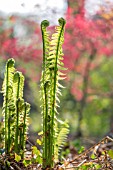 MATTEUCCIA STRUTHIOPTERIS WITH ACER PALMATUM IN THE BACKGROUND