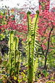 MATTEUCCIA STRUTHIOPTERIS WITH ACER PALMATUM IN THE BACKGROUND