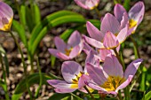 TULIPA BAKERI LILAC WONDER