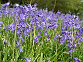 HYACINTHOIDES NON-SCRIPTA