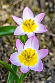 TULIPA BAKERI LILAC WONDER