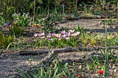 TULIPA BAKERI LILAC WONDER