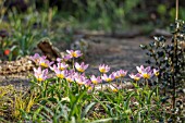 TULIPA BAKERI LILAC WONDER