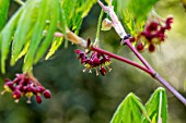 ACER PALMATUM FLOWER