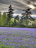 HYACINTHOIDES NON-SCRIPTA ON THE MALVERN HILLS