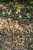 EDGEWORTHIA WINTER LIEBE