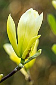 MAGNOLIA YELLOW RIVER