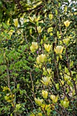 MAGNOLIA YELLOW RIVER