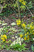 PRIMULA VULGARIS IN THE SPRING GARDEN