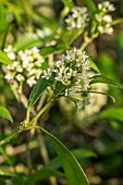 SKIMMIA KEW GREEN