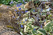 BRUNNERA MACROPHYLLA