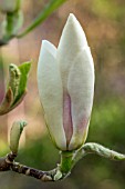 WHITE MAGNOLIA BUD