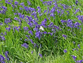 HYACINTHOIDES NON-SCRIPTA