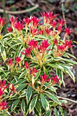 PIERIS JAPONICA VARIEGATA