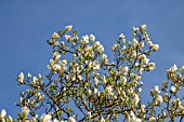 WHITE MAGNOLIA IN FULL FLOWER