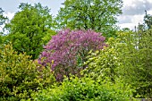 CERCIS SILIQUASTRUM