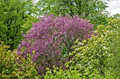 CERCIS SILIQUASTRUM