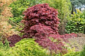 NEW GROWTH ON ACER PALMATUM