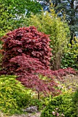 NEW GROWTH ON ACER PALMATUM