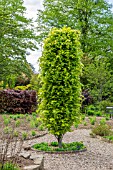 PRUNED FAGUS BEECH TREE