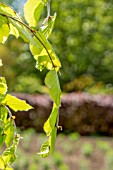 PRUNED FAGUS BEECH TREE