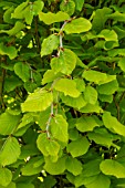 PRUNED FAGUS BEECH TREE